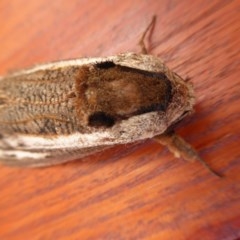 Endoxyla encalypti at Yass River, NSW - 10 Dec 2020