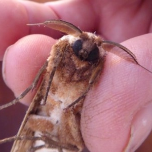 Endoxyla encalypti at Yass River, NSW - 10 Dec 2020