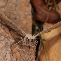 Isturgia penthearia (Delta Geometrid) at Melba, ACT - 15 Nov 2020 by kasiaaus