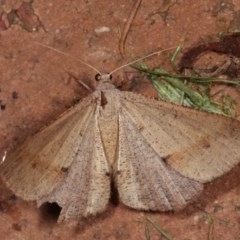 Isturgia penthearia at Melba, ACT - 15 Nov 2020