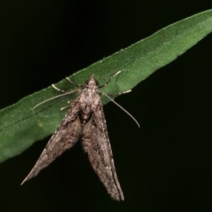 Phrissogonus laticostata at Melba, ACT - 15 Nov 2020