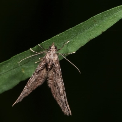 Phrissogonus laticostata (Apple looper moth) at Melba, ACT - 15 Nov 2020 by kasiaaus