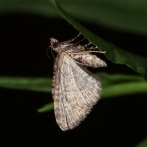 Phrissogonus laticostata at Melba, ACT - 15 Nov 2020 11:40 PM