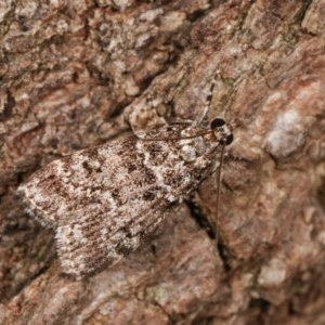 Scoparia syntaracta at Melba, ACT - 15 Nov 2020