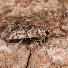 Scoparia syntaracta at Melba, ACT - 15 Nov 2020