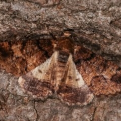 Cryphaea xylina (Woodland Geometrid) at Melba, ACT - 15 Nov 2020 by kasiaaus