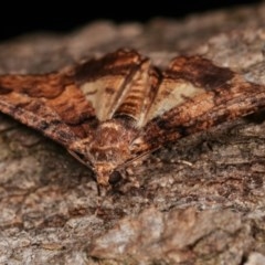 Cryphaea xylina at Melba, ACT - 15 Nov 2020