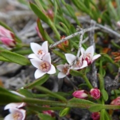 Boronia nana var. hyssopifolia at Yass River, NSW - 10 Dec 2020 by SenexRugosus