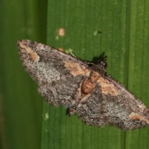 Chloroclystis filata at Melba, ACT - 15 Nov 2020