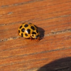 Harmonia conformis (Common Spotted Ladybird) at Paddys River, ACT - 8 Dec 2020 by RodDeb