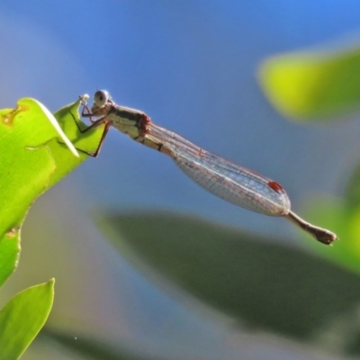 Austrolestes leda (Wandering Ringtail) at Paddys River, ACT - 8 Dec 2020 by RodDeb