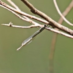 Austrolestes leda at Tidbinbilla Nature Reserve - 8 Dec 2020