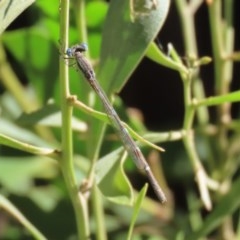 Austrolestes leda at Tidbinbilla Nature Reserve - 8 Dec 2020