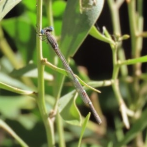 Austrolestes leda at Tidbinbilla Nature Reserve - 8 Dec 2020