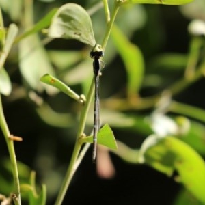 Austrolestes leda at Tidbinbilla Nature Reserve - 8 Dec 2020