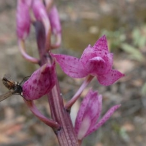 Dipodium sp. at Yass River, NSW - 10 Dec 2020