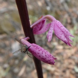 Dipodium sp. at Yass River, NSW - 10 Dec 2020