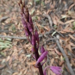 Dipodium sp. at Yass River, NSW - 10 Dec 2020