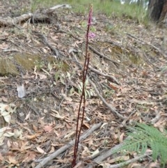 Dipodium sp. at Yass River, NSW - 10 Dec 2020