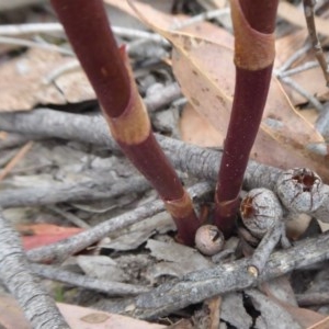 Dipodium sp. at Yass River, NSW - 10 Dec 2020