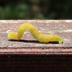 Lepidoptera unclassified IMMATURE moth at Paddys River, ACT - 8 Dec 2020 by RodDeb