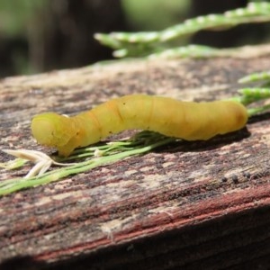 Lepidoptera unclassified IMMATURE moth at Paddys River, ACT - 8 Dec 2020