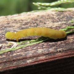 Lepidoptera unclassified IMMATURE moth at Paddys River, ACT - 8 Dec 2020