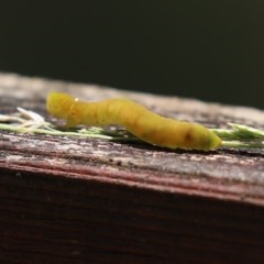 Lepidoptera unclassified IMMATURE moth at Paddys River, ACT - 8 Dec 2020