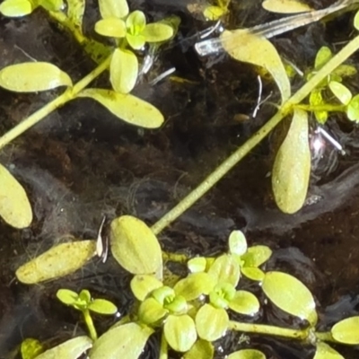 Callitriche stagnalis (Common Starwort) at Paddys River, ACT - 6 Dec 2020 by Jiggy