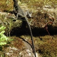 Intellagama lesueurii (Australian Water Dragon) at Welby, NSW - 9 Dec 2020 by GlossyGal