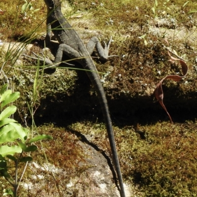 Intellagama lesueurii (Australian Water Dragon) at Welby, NSW - 9 Dec 2020 by GlossyGal