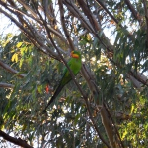 Polytelis swainsonii at Deakin, ACT - 8 Dec 2020