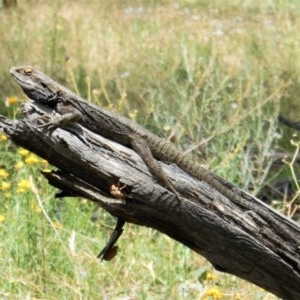 Pogona barbata at Hughes, ACT - 10 Dec 2020