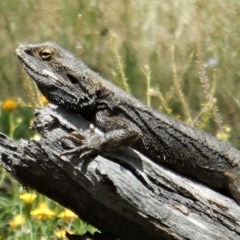 Pogona barbata at Hughes, ACT - 10 Dec 2020