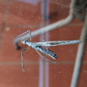 Zaprochilus australis at Hughes, ACT - 8 Dec 2020