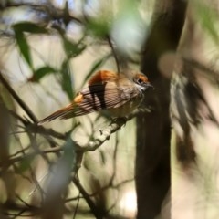 Rhipidura rufifrons at Paddys River, ACT - 8 Dec 2020