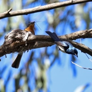 Myiagra cyanoleuca at Paddys River, ACT - 8 Dec 2020