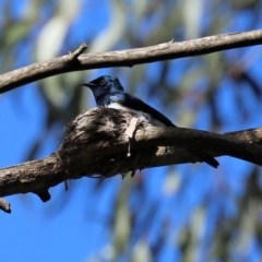 Myiagra cyanoleuca at Paddys River, ACT - 8 Dec 2020