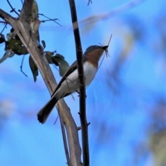 Myiagra cyanoleuca at Paddys River, ACT - suppressed