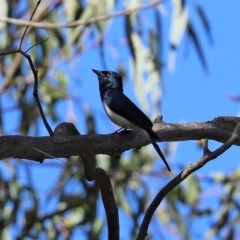 Myiagra cyanoleuca at Paddys River, ACT - 8 Dec 2020