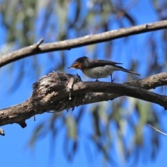 Myiagra cyanoleuca at Paddys River, ACT - suppressed