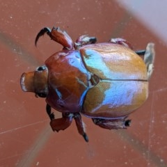Anoplognathus sp. (genus) (Unidentified Christmas beetle) at Deakin, ACT - 8 Dec 2020 by JackyF