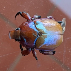 Anoplognathus sp. (genus) at Deakin, ACT - 8 Dec 2020