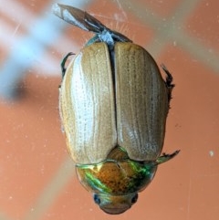 Anoplognathus brunnipennis (Green-tailed Christmas beetle) at Hughes, ACT - 10 Dec 2020 by JackyF