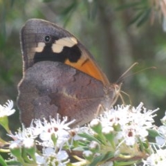 Heteronympha merope (Common Brown Butterfly) at Denman Prospect, ACT - 8 Dec 2020 by Harrisi