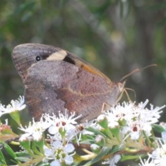 Heteronympha merope at Denman Prospect, ACT - suppressed