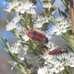 Castiarina indistincta at Watson, ACT - 8 Dec 2020 04:56 PM