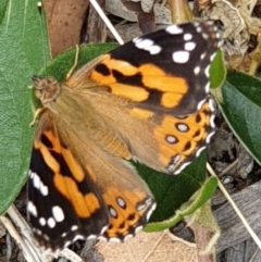 Vanessa kershawi (Australian Painted Lady) at Cook, ACT - 7 Dec 2020 by drakes