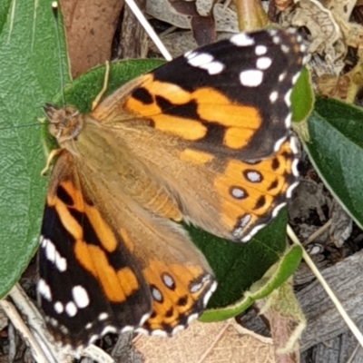 Vanessa kershawi (Australian Painted Lady) at Cook, ACT - 7 Dec 2020 by drakes