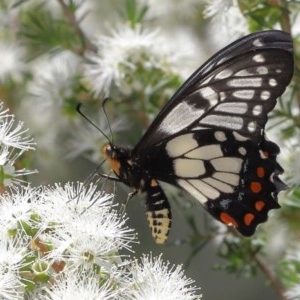 Papilio anactus at Acton, ACT - 4 Dec 2020 11:37 AM